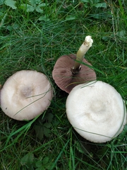 Agaricus
