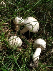 Agaricus