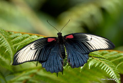 Papilio memnon agenor