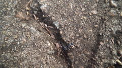 Polyrhachis militaris