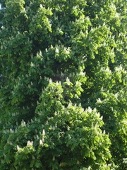 Aesculus hippocastanum