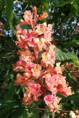 Aesculus hippocastanum