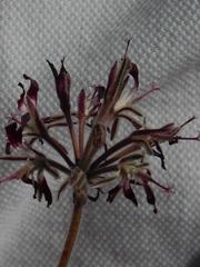 Pelargonium auritum auritum