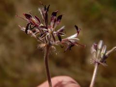 Pelargonium auritum auritum