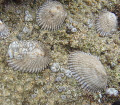 Siphonaria capensis