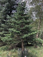 Abies recurvata
