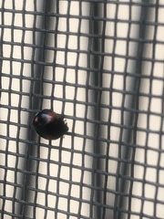 Adalia bipunctata