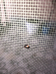 Adalia bipunctata