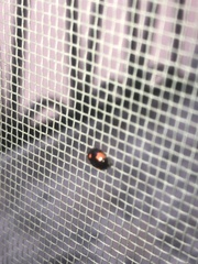 Adalia bipunctata