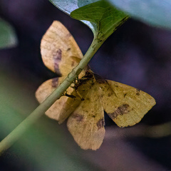 Xanthotype attenuaria