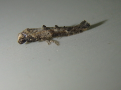 Epermenia strictellus