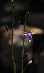 Heliophila cornuta squamata
