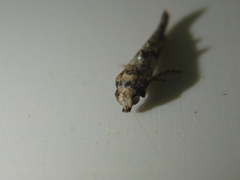 Epermenia strictellus