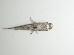 Epermenia strictellus