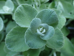 Pseudodictamnus mediterraneus