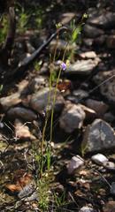Heliophila cornuta squamata