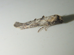 Epermenia strictellus