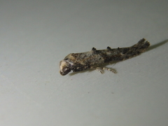 Epermenia strictellus