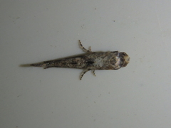 Epermenia strictellus