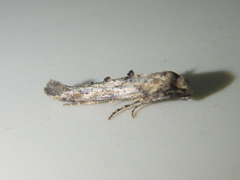 Epermenia strictellus