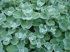 Pseudodictamnus mediterraneus