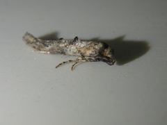 Epermenia strictellus