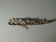 Epermenia strictellus