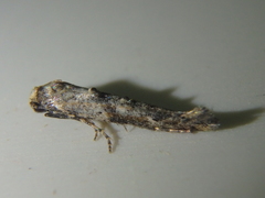 Epermenia strictellus