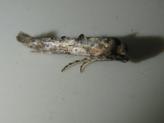 Epermenia strictellus