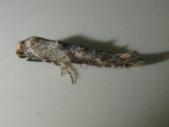 Epermenia strictellus
