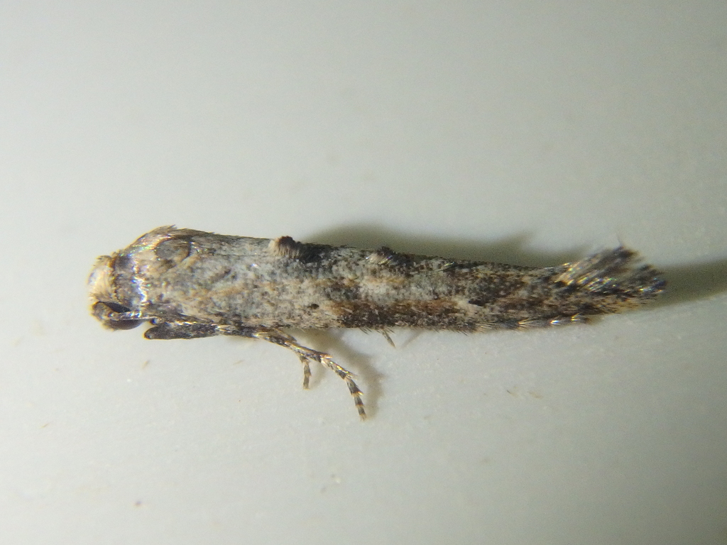Epermenia strictellus