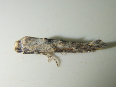 Epermenia strictellus