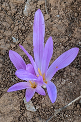 Colchicum montanum