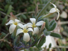 Kalanchoe grandiflora