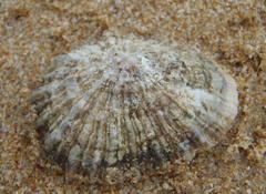 Siphonaria serrata