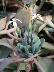 Kalanchoe grandiflora