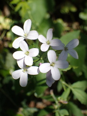 Cardamine bulbifera