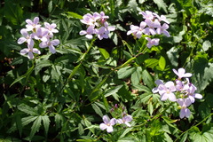Cardamine bulbifera