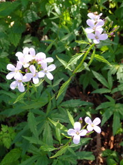Cardamine bulbifera