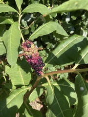 Phytolacca polyandra
