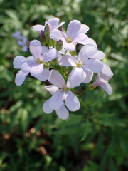 Cardamine bulbifera