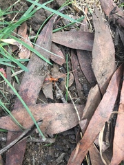 Leptomyrmex nigriventris