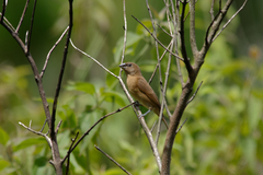 Lonchura punctulata