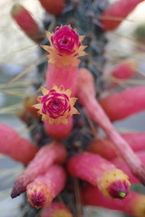Cleistocactus candelilla