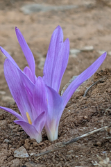 Colchicum montanum