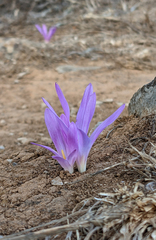 Colchicum montanum