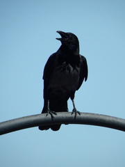 Corvus cornix
