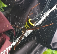 Argiope reinwardti