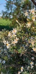 Olearia pannosa