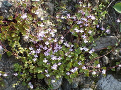 Cymbalaria muralis